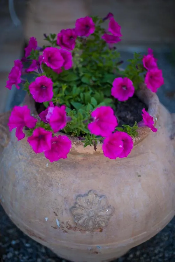 Apartment Agriturismo Podere Pizzicagallo Manciano Italy